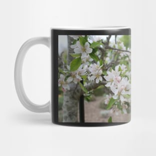 Cherry Blossom flowers white and pink Mug